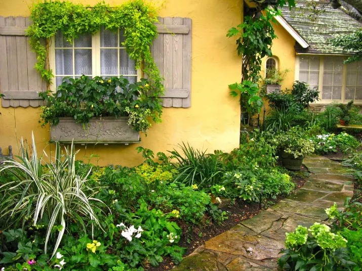 Décorez les murs avec des plantes grimpantes