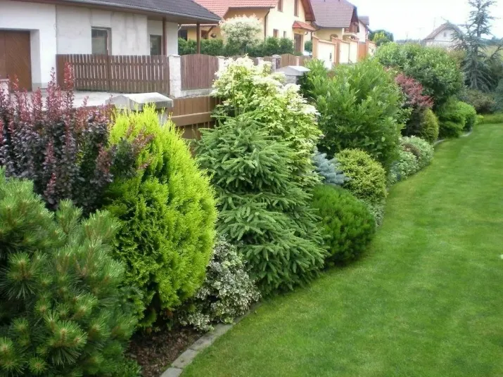 Arborez votre jardin avec des conifères