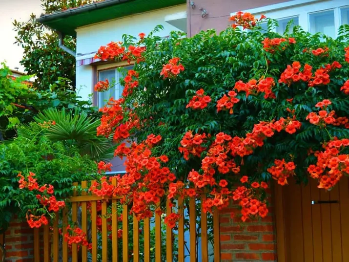 Aménagez votre jardin à l'aide de campsis