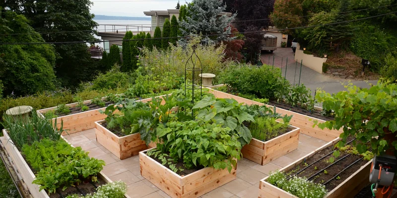 Comment Faire Un Potager Guide Complet En 6 tapes Comment Faire Un Potager Guide Complet En 6 tapes