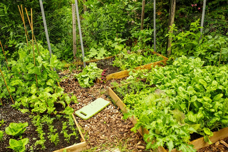 Comment faire un potager de légumes qui subvienne à vos besoins