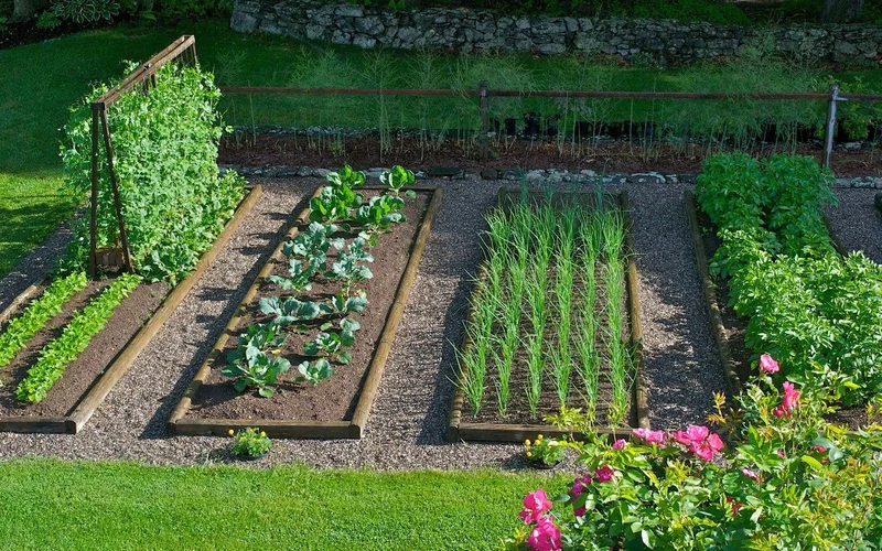 Un potager avec des plates-bandes rectangulaires